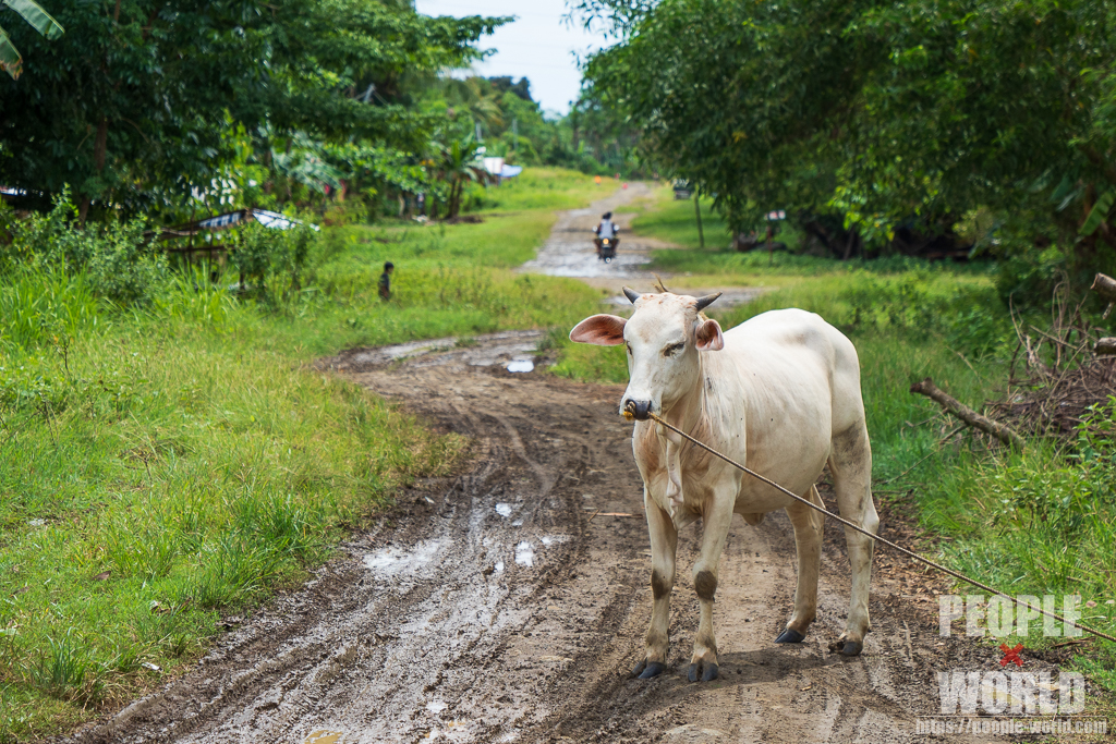 道をふさぐ牛（フィリピン）