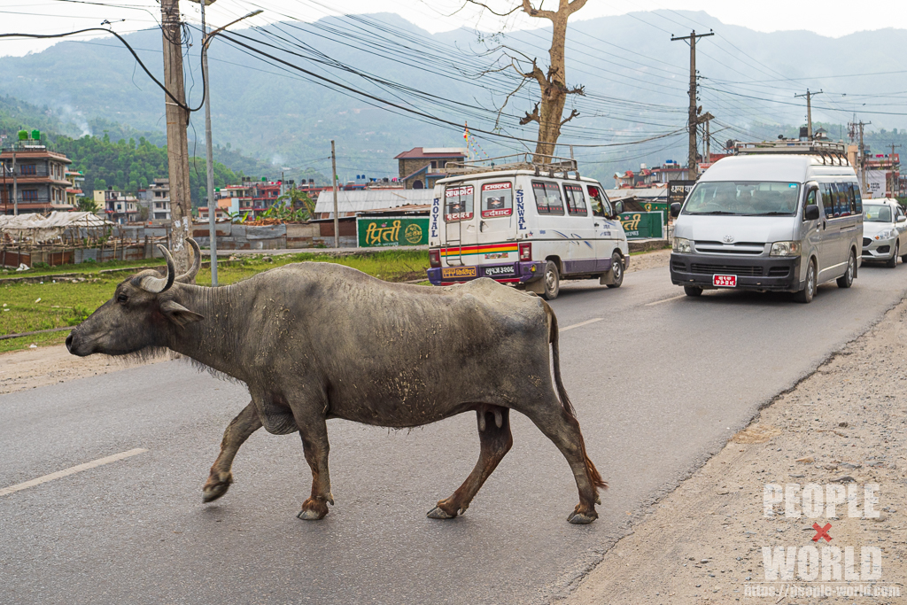 牛が道を歩く（ネパール）